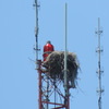 4074-ospreynest-seapines-harristeeter_dscn3702