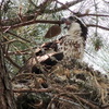 1-4113-ospreynest-palmettohallarthurhills_dscn3740