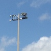 New_nest