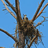 Osprey_nesting_2915