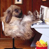 A fluffy bunny sitting at a desk with a computer.