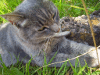 grey cat