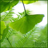 ginkgo leaf - raletha