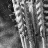 arrows