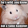 aslan hamster