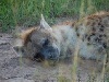 A spotted hyena 'sacked out' or in normal terms asleep in the middle of the road.