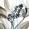 eucalyptus art by steven meyers, icon by destina
