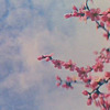 sky and flowers