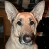 German Shepherd Dog with big ears!