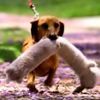 Bobo the dachsund with cuddly toy