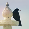 Perching blackbird