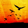 birds flying high at sunset