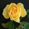 Roberta Bondar rose