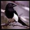 Magpie