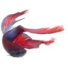 Picture of a betta fish (represents Fish_Echo)