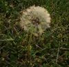 Make a wish.
