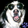 A photo of my dog, Gizy
