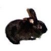 black rabbit