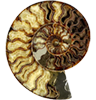 ammonite
