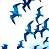 flying seagulls photographed from below