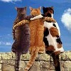 trio of kitties sitting on brick wall, hugging