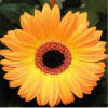 Yellow gerbera