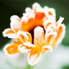 orange flower, by visualwit