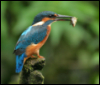 A kingfisher perches on a branch