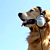 golden retriever wearing old school headphones with bright blue sky background