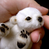 baby panda