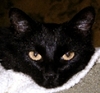 black cat with yellow eyes