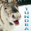 a cheerful looking reindeer captioned "Tundra"