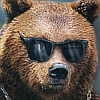 A COOL BEAR WEARIN SHADES