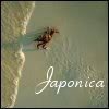 Japonica