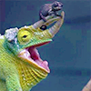Green chameleon with a brown one on its horn