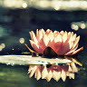 story teller/goldfish painter/lotus eater
