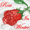 Rose In Winter