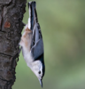 White-breasted nuthatch hanging upside-down.
