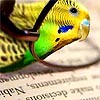 Oiseau