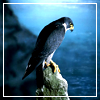 peregrine falcon perched