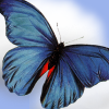 Bright blue butterfly in flight.
