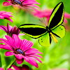 Beautiful green butterfly. (:
