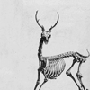 Gazelle skeleton on a grey background