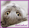 Katiekat