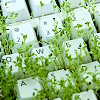 computer keys with green weeds growing under them