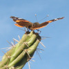 Red Admiral on a Cactus