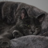 Photo of my grey cat Misha's looking off 'screen'.