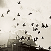 Skylark