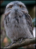 Yasminke tawny frogmouth