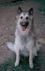 Kestrel, my heart dog